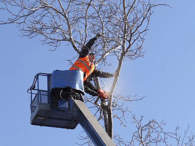 Tree Removal Services